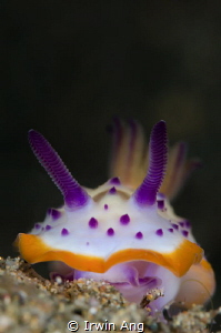 海兔
Nudibranch (Mexichromis macropus)
Anilao, Philippine... by Irwin Ang 